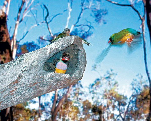 Queensland Birdwatching
