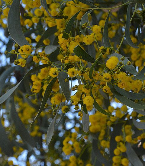 Cobbold Gorge Weather